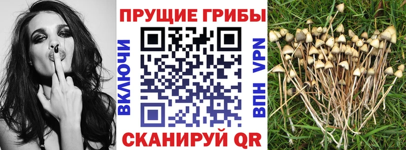 мега маркетплейс  Дигора  Псилоцибиновые грибы Cubensis  цены наркотик 